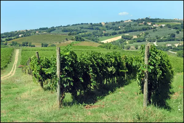 意大利 翁布里亚 秋天种植葡萄的土地 — 图库照片