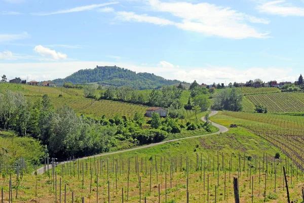 Landskap Vinodlingar Toscana Italien — Stockfoto