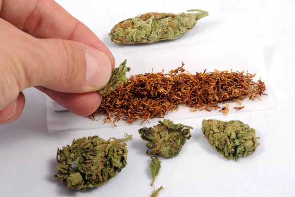 合法雑草を保持する人 大麻は高いCbdと低いThcで喫煙される マリファナの花 軽い薬と違法物質 煙中毒 治癒ハーブ — ストック写真