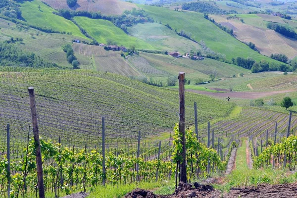 View Vineyards Siena Italy — Stock Photo, Image