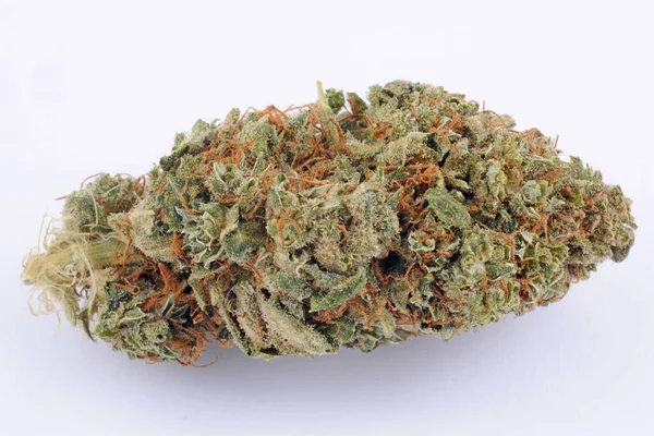 Erva Daninha Legal Cannabis Para Ser Fumado Com Alta Cbd — Fotografia de Stock