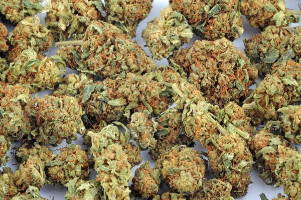 Erva Daninha Legal Cannabis Para Ser Fumado Com Alta Cbd — Fotografia de Stock