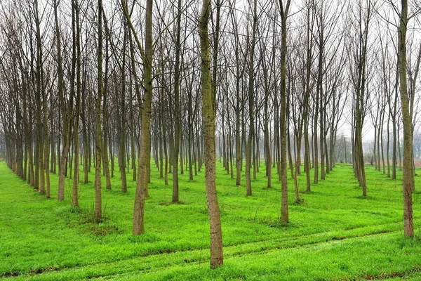 Jarní Krajina Stromy Zelenými Listy — Stock fotografie