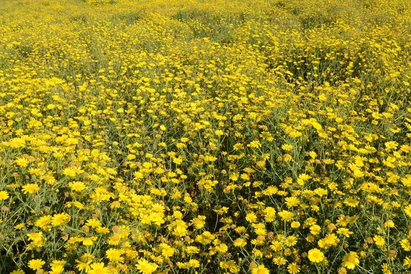 畑の黄色い花 — ストック写真