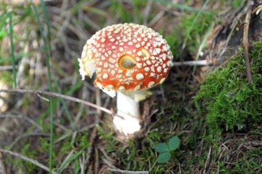 Ormanda tarım mantarı uçur