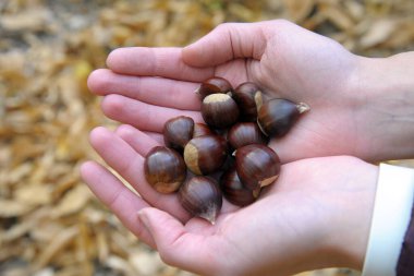 Bir avuç dolusu kestaneyi mavi arka planda tutarken