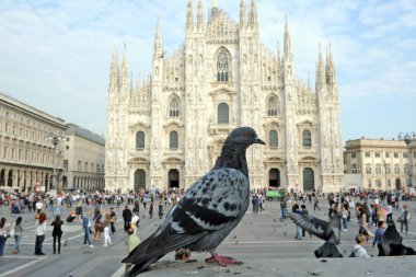 Milano 'nun Duomo Katedrali' nde kare kare insan ve turistlerle dolu şehirler güvercinlerle dolup taşıyor. 