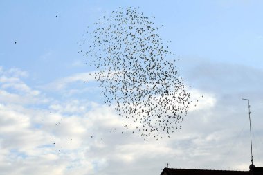 Mavi gökyüzü ile havadaki karga sürüsü