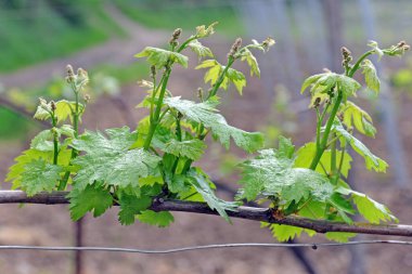 Bahçede yeşil zıplamalar