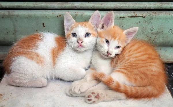 Dos Pequeños Gatos Gatitos Sentados Calle — Foto de Stock