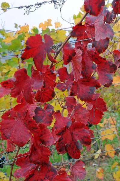 Zavřít Pohled Barevné Podzimní Listy — Stock fotografie