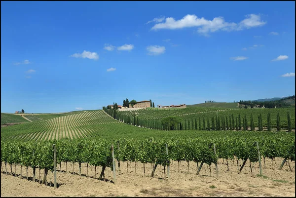 Italy Umbria Land Planted Grapes Autumn Season — Stock Photo, Image