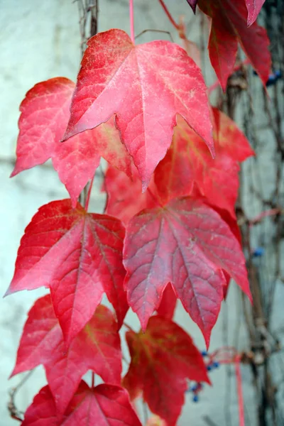 Outono Folhas Coloridas Vermelhas Uma Planta Escalada Uma Casa Com — Fotografia de Stock