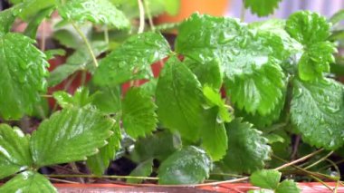 Taze yeşil domates yaprakları