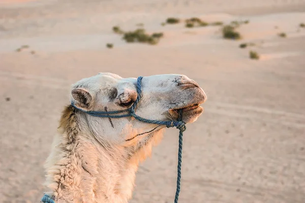 突尼斯 撒哈拉大沙漠 Dromaders 是世界沙漠地区居民艰苦生活中不可缺少的帮手 — 图库照片