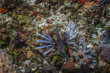 Maldivler. Lionfish (Pterois volitans), onun güzelliği rağmen en tehlikeli zehirli balık biridir.