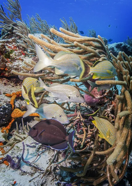 Maldives Les Récifs Coralliens Monstrueux Étagère Étonnent Par Leurs Poissons Photo De Stock