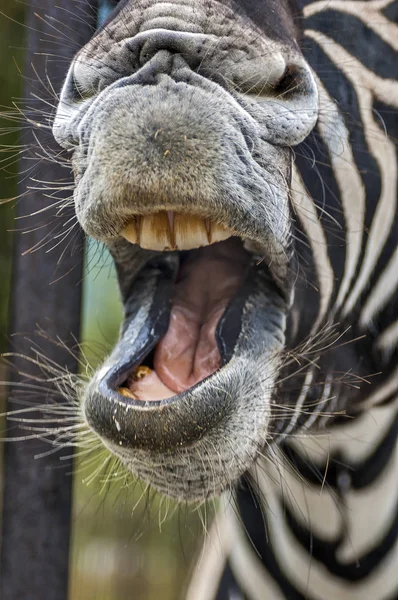 Laughing zebra - well, very funny joke.