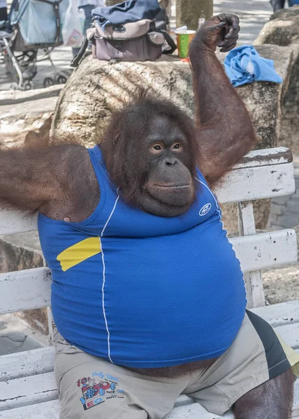黑猩猩猴子穿着坦克上衣和短裤 在泰国度假的成功公民 — 图库照片