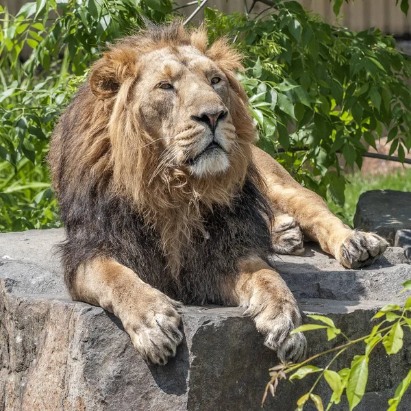 Prague Zoo. Hot July day. The king of beasts is a lion resting on a stone bed.