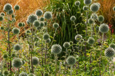 Güzel, altın renkli bitki kulakları yazın, sonbaharda bahçede.