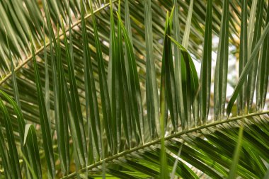 Güzel, altın renkli bitki kulakları yazın, sonbaharda bahçede.