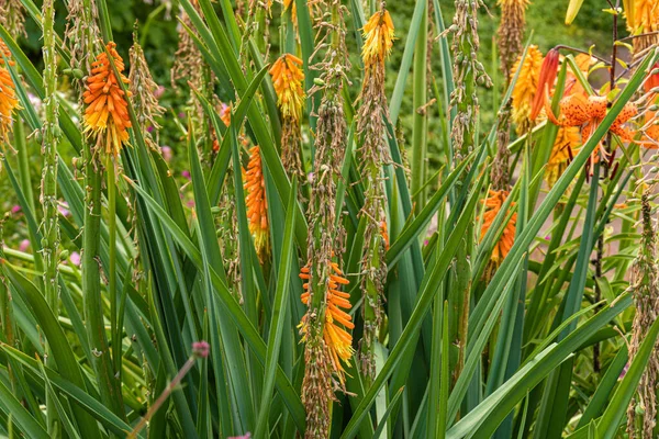 beautiful, Golden-colored plants ears in the garden in summer, autumn