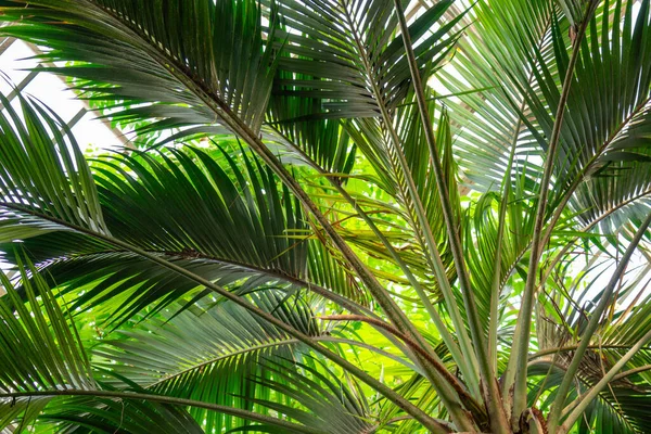 Mooie Goudkleurige Planten Oren Tuin Zomer Herfst — Stockfoto