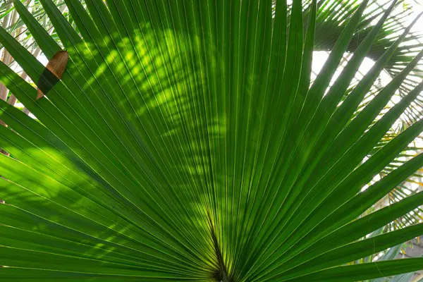 Güzel, altın renkli bitki kulakları yazın, sonbaharda bahçede.