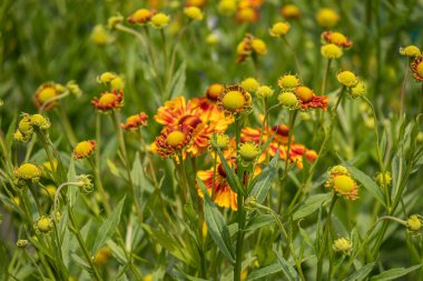 Güzel, altın renkli bitkiler, bahçedeki kulaklar