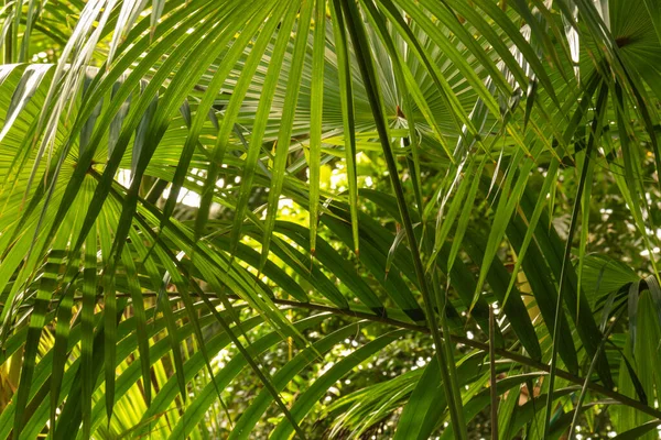 Grandes Naturais Palmeiras Verdes Plantas Floresta Tropical — Fotografia de Stock