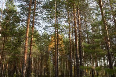 Güzel sonbahar manzarası. Renkli ağaçlar, çalılar, bitkiler, ormandaki yapraklar.