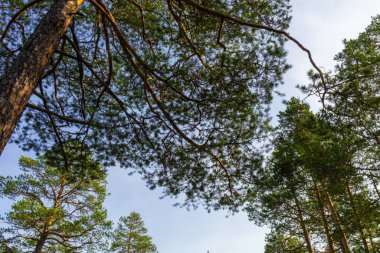 Ormanda mavi gökyüzüne karşı güzel ağaçlar olan manzara.