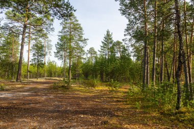 Güzel sonbahar manzarası. Renkli ağaçlar, çalılar, bitkiler, ormandaki yapraklar.