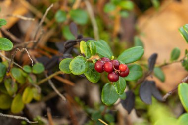Sonbahar ormanlarında yaban mersini çalıları, bitkiler, otlar, yosunlar olan güzel bir yer.