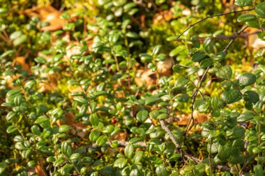 Sonbahar ormanlarında yaban mersini çalıları, bitkiler, otlar, yosunlar olan güzel bir yer.