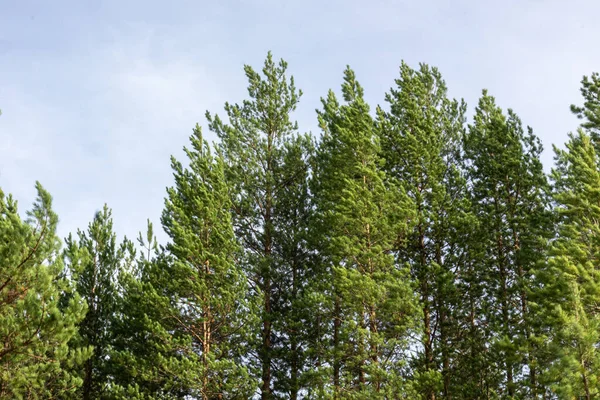 Paisaje Con Hermosos Árboles Grandes Naturales Verdes Bosque Contra Cielo — Foto de Stock
