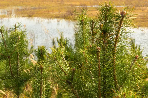Táj Fák Növények Zöld Sárga Erdőben Háttérben Egy Természeti Tározó — Stock Fotó