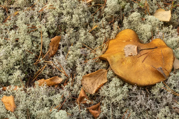 Outono Paisagem Com Textura Musgo Folhas Plantas Cogumelos Floresta — Fotografia de Stock