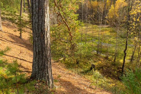 Schöne Herbstlandschaft Mit Bunten Bäumen Sträuchern Pflanzen Blättern Wald — Stockfoto
