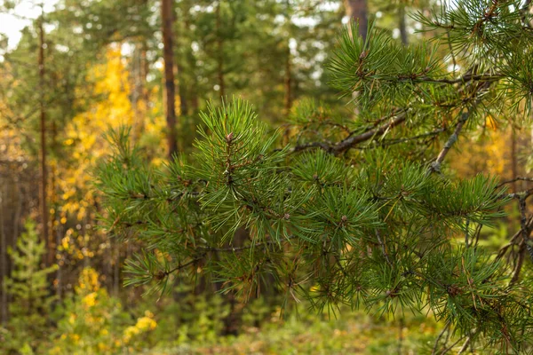 Gyönyörű Őszi Táj Színes Fák Bokrok Növények Levelek Erdőben — Stock Fotó
