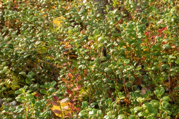 Sonbahar ormanlarında yaban mersini çalıları, bitkiler, otlar, yosunlar olan güzel bir yer.
