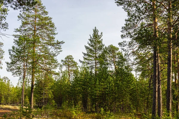 Prachtig Herfstlandschap Met Kleurrijke Bomen Struiken Planten Bladeren Het Bos — Stockfoto