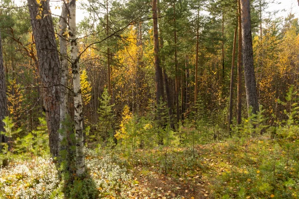 나뭇잎으로 뒤덮인 아름다운 — 스톡 사진