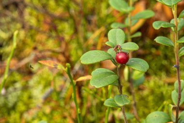 Kırmızılı, doğal kızılcıklı, yapraklı, yosunlu sonbahar manzarası