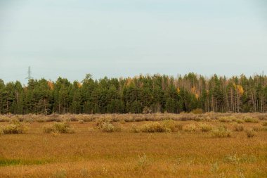 Sonbahar ormanı ve tarlası çok güzel çok renkli ağaçlar, sarı yapraklar, çimenler, bitkiler