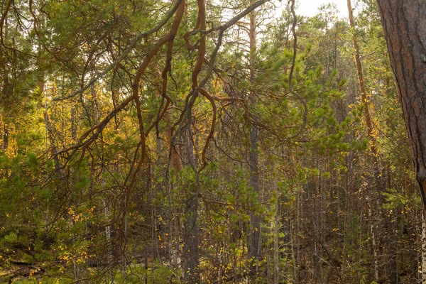 Sonbahar ormanında yaprakları, ağaçları, otları olan güzel renkli bitkiler, doğal bir rezervuarın yanında.