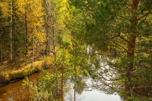 Krásné Barevné Rostliny Žlutými Listy Stromy Tráva Podzimním Lese Blízkosti — Stock fotografie