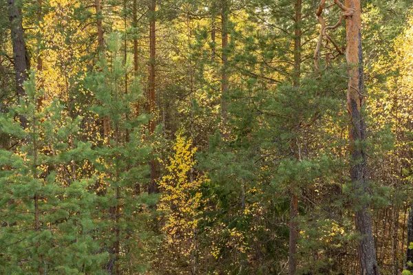 Όμορφα Πολύχρωμα Φυτά Κίτρινα Φύλλα Δέντρα Γρασίδι Στο Δάσος Του — Φωτογραφία Αρχείου
