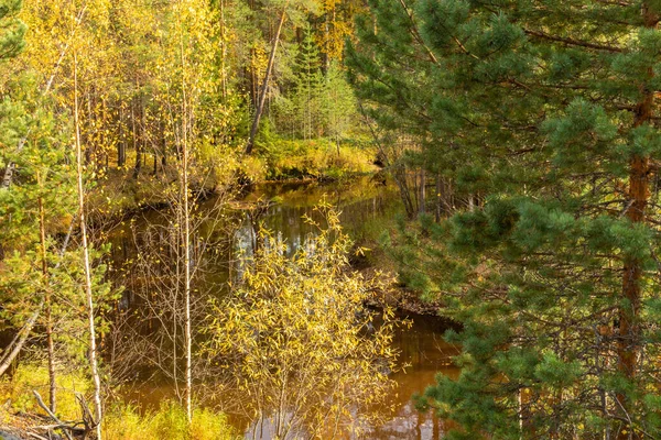 Belle Piante Colorate Con Foglie Gialle Alberi Erba Nella Foresta — Foto Stock